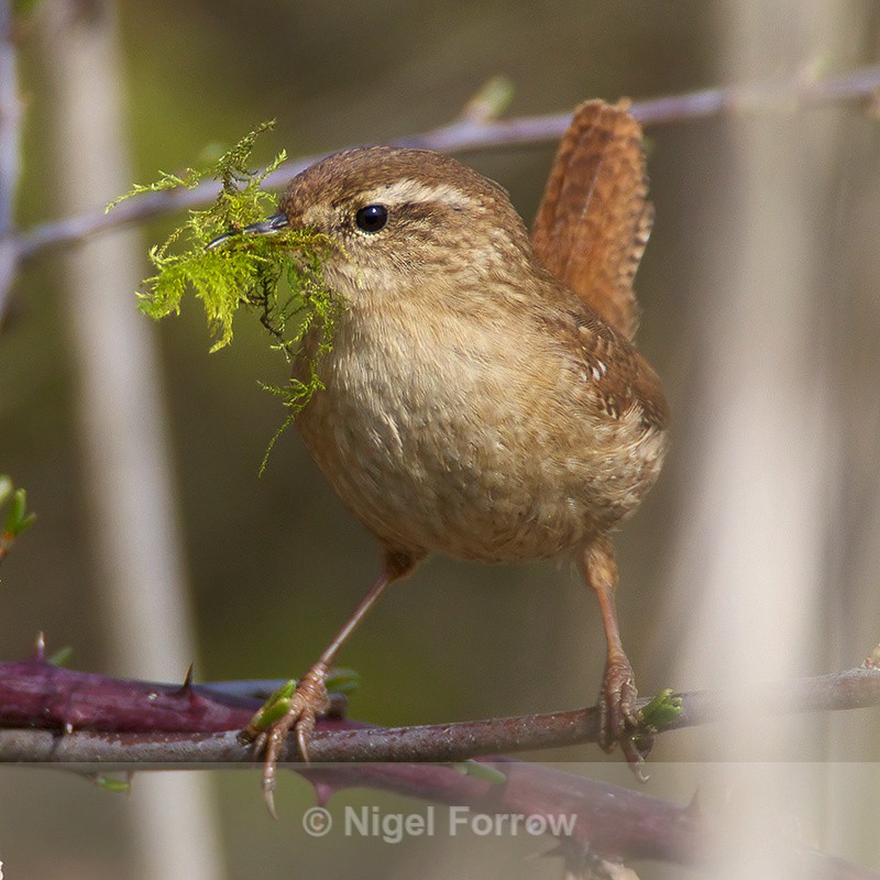 Wren with moss nest material at Otmoor - Wren