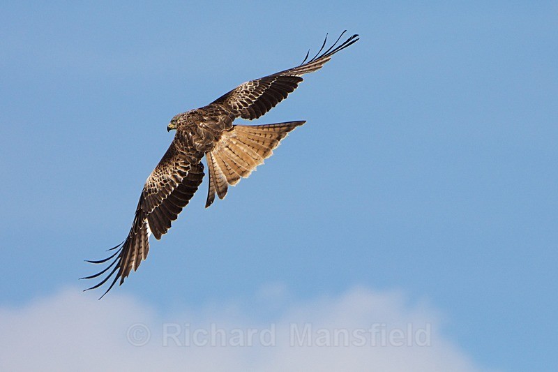 - Red Kites