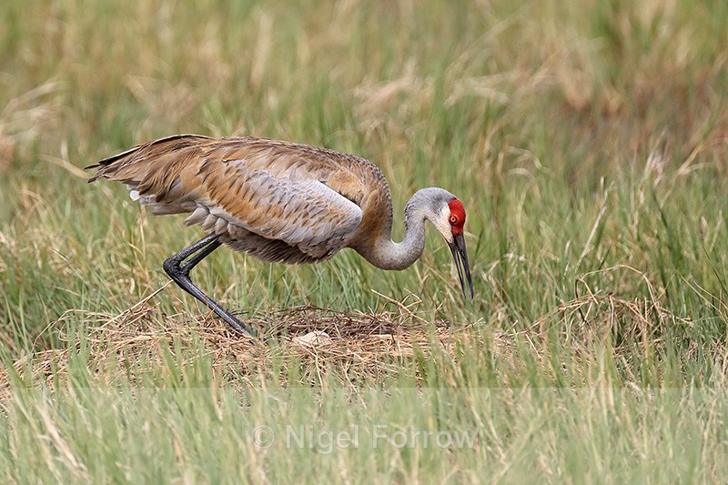 Sandhill Crane lowering onto eggs, Viera Wetlands, Florida - Sandhill Crane