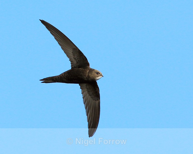 Swift in flight at Farmoor - Swift