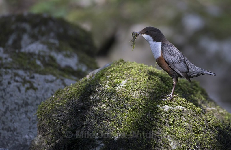 Dippers, North Wales - DIPPERS
