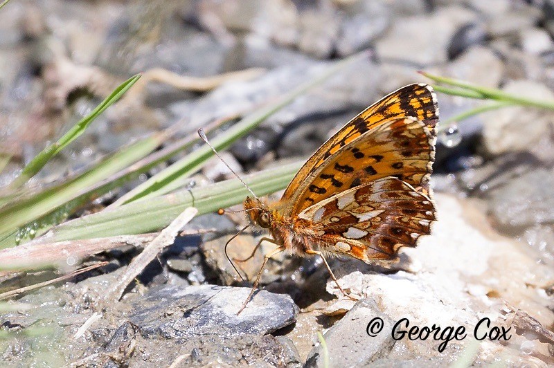 weavers fritillary pyrenees