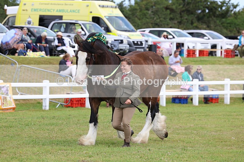 3E7A0762 - Class 7: Heavy Horse In Hand