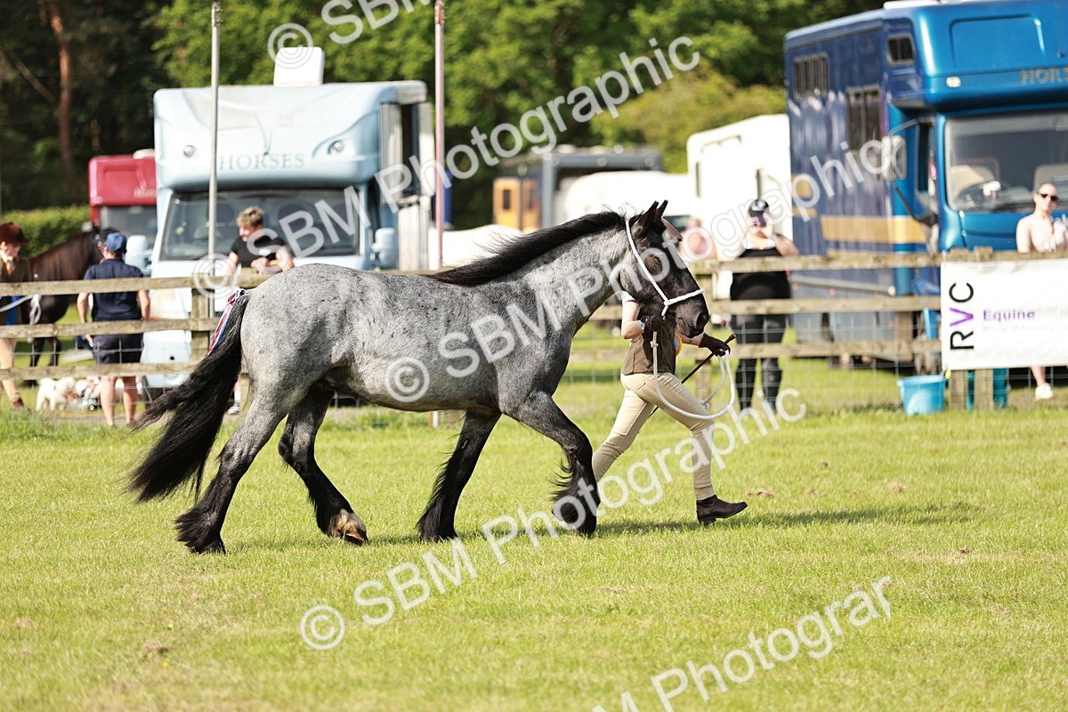 SBM_01573 - Class 14-23 - Mountain & Moorland In Hand Non Welsh