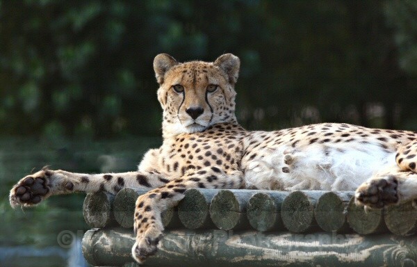 258 PEPO - BIG CATS