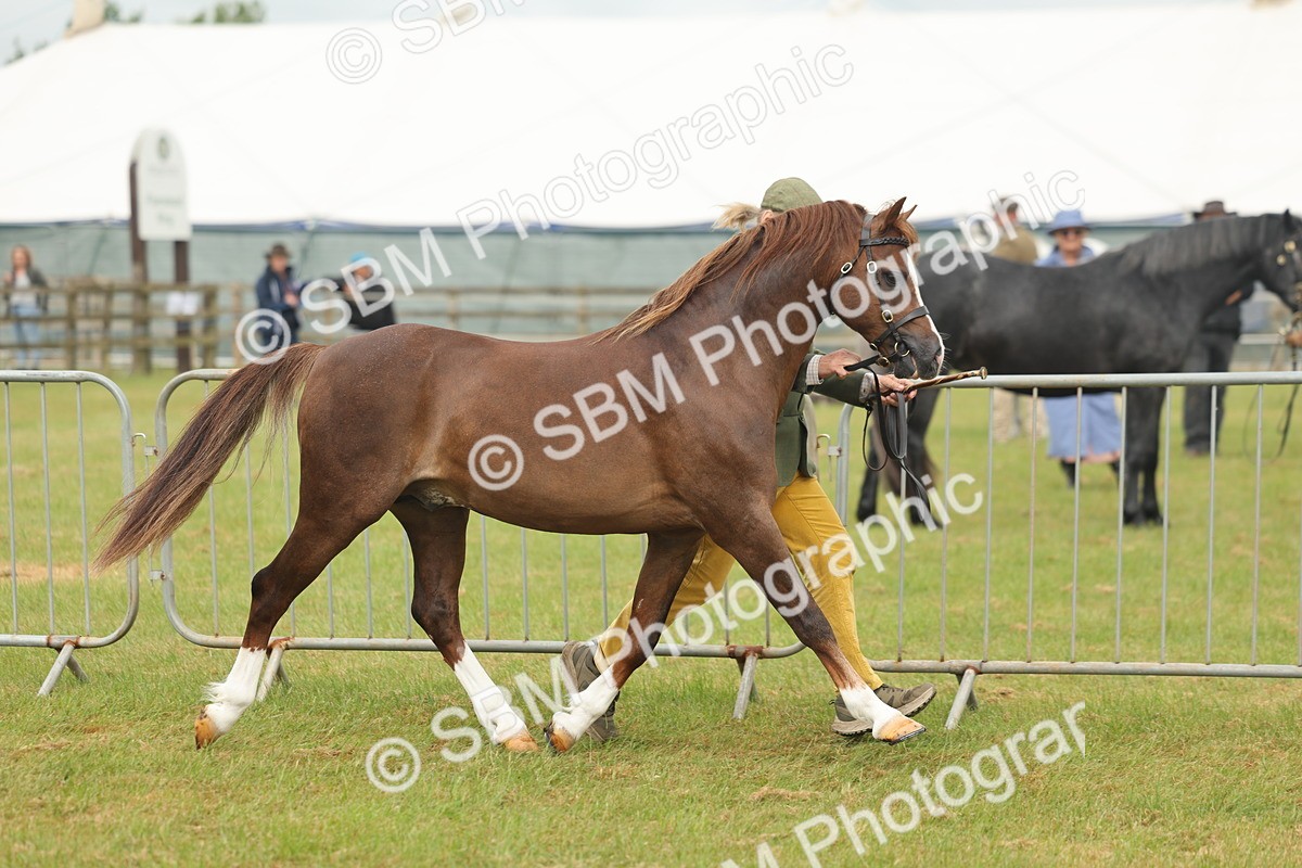 SBM_02234 - Class 50-57 - M&M Welsh Pony In Hand