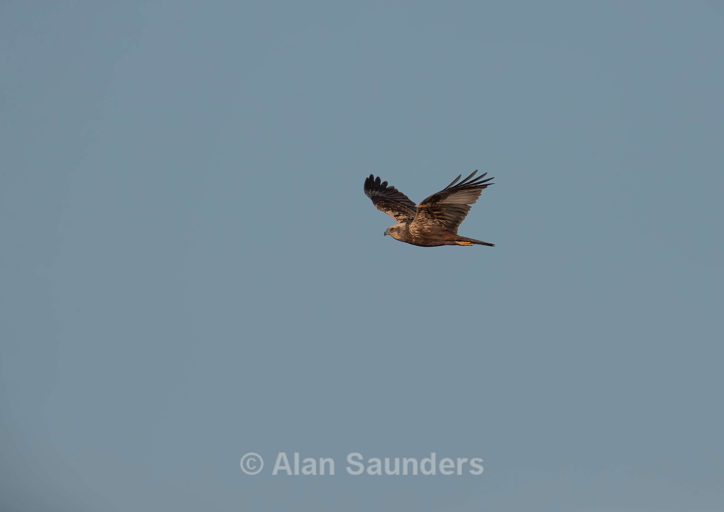 Marsh Harrier 7