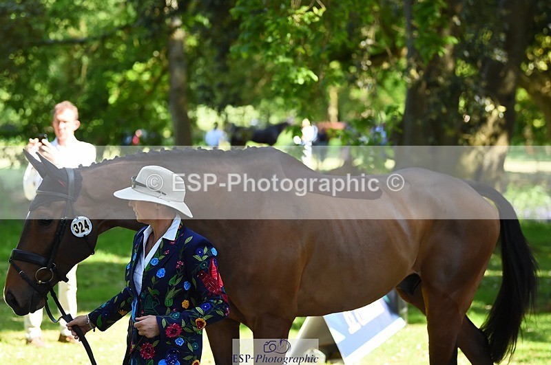 230524-152126-00225 - 324-DRUMGIVEN_MR_CHARISMA-Jeanette_Brakewell-WEDTrotUp+DR