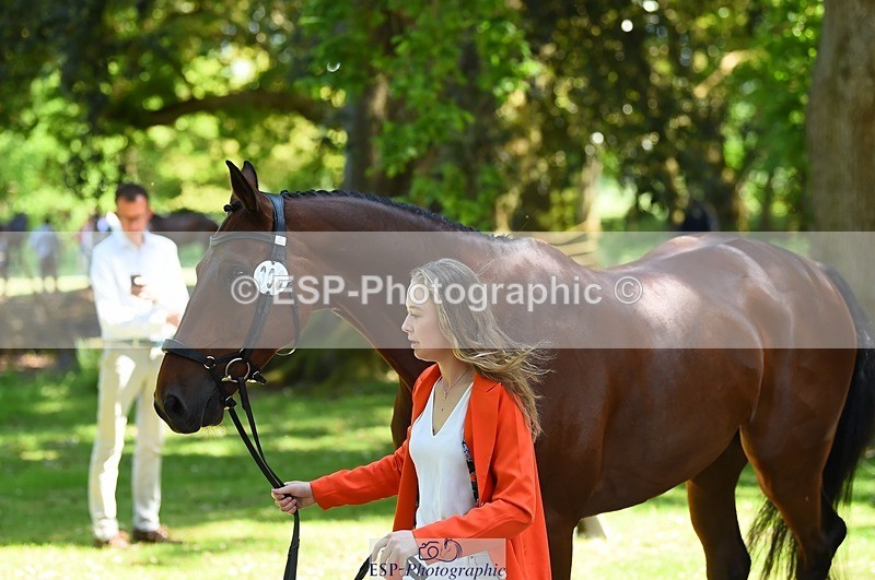 230524-150700-00072 - 306-JELSON-Lucy_Collecott-WEDTrotUp+DR