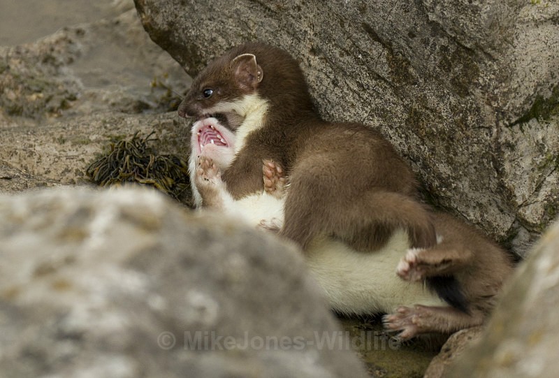 Stoat Kit. Conwy, ref st 6 - STOATS (KITS)