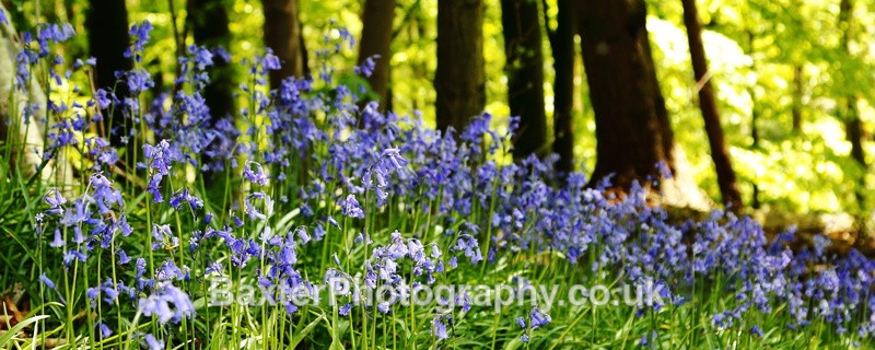 Bluebell Woods At Nidd Gorge - Views Around Harrogate: