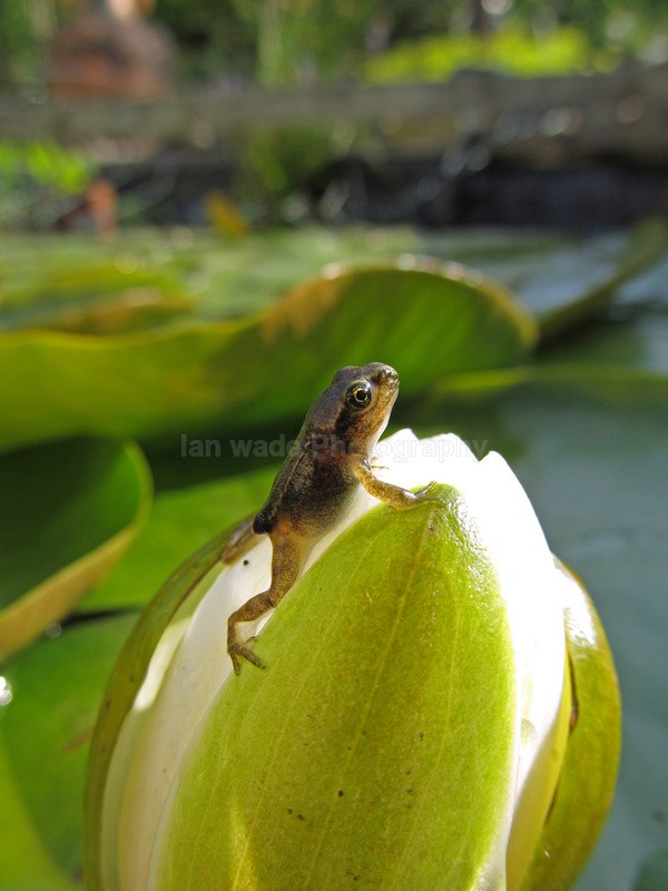  - Reptiles, amphibians & pond life, Great Britian