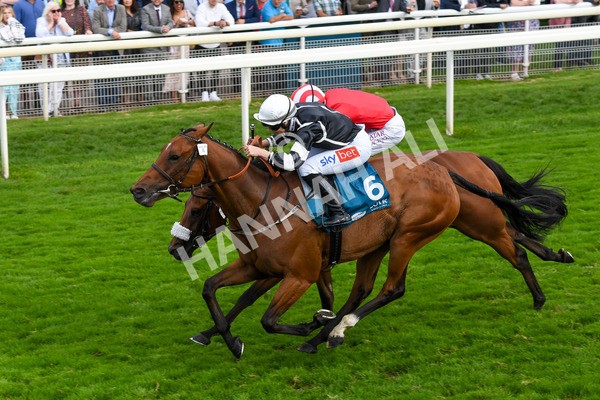 250823-Race 5-Reach-0888 - Race 5 4.10pm Assured Data Protection EBF Fillies' Handicap