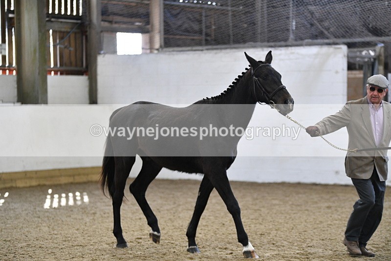 WJ5_4795 - Class 3 Part Bred In hand