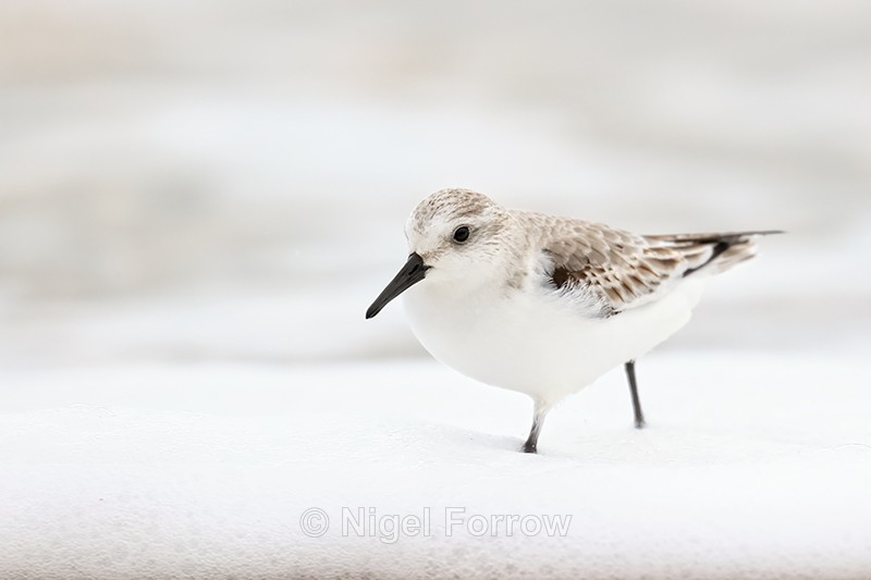 Sanderling wading in foam, Studland Bay, Dorset - Sanderling