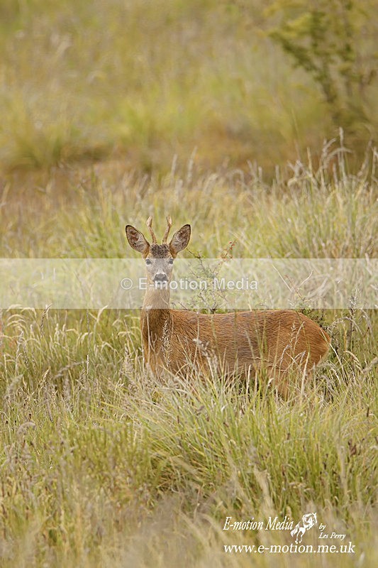 130620 -0057ab - Nature