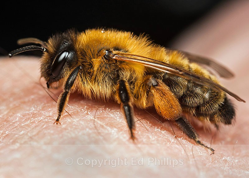Andrena nigroaenea (f) - Andrena nigroaenea