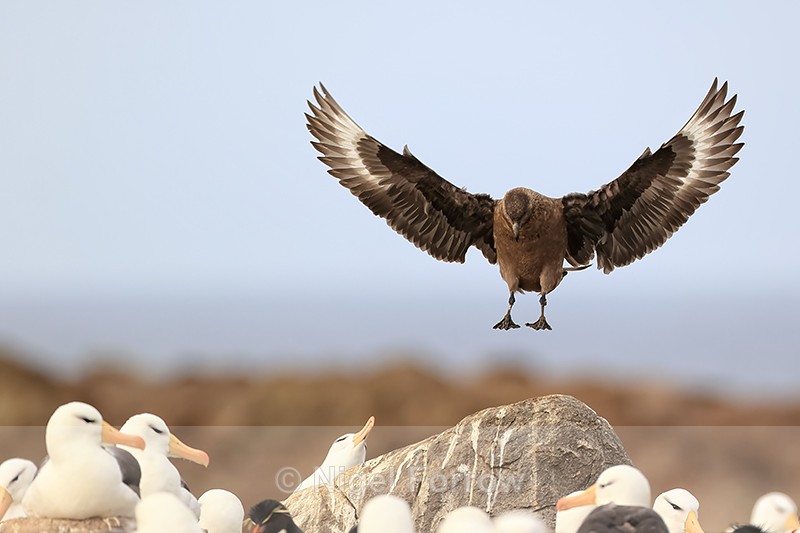 Brown Skua landing in Black-browed Albatross colony, Steeple Jason - Falkland (Brown) Skua