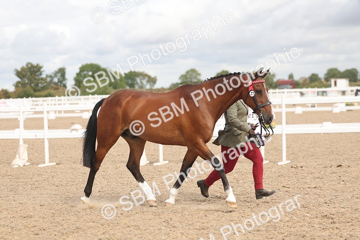 SBM_04520 - Class 18 - Handsomest Gelding (IH or Ridden)