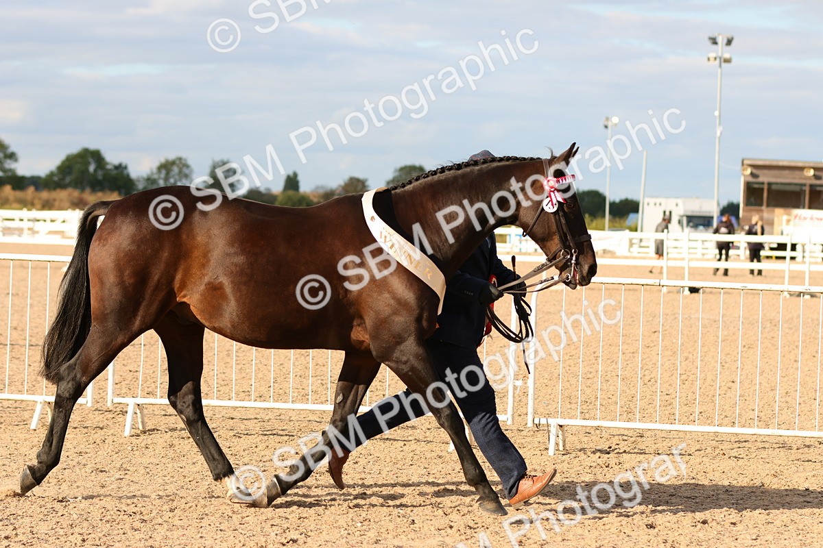 SBM_18439 - Class 318 - IH Part Bred Horse Pony