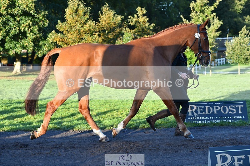 231022-085256-21422 - 648-FRIARSHILL.CHARLES-Caroline.Wilkinson-TrotUp+SJ