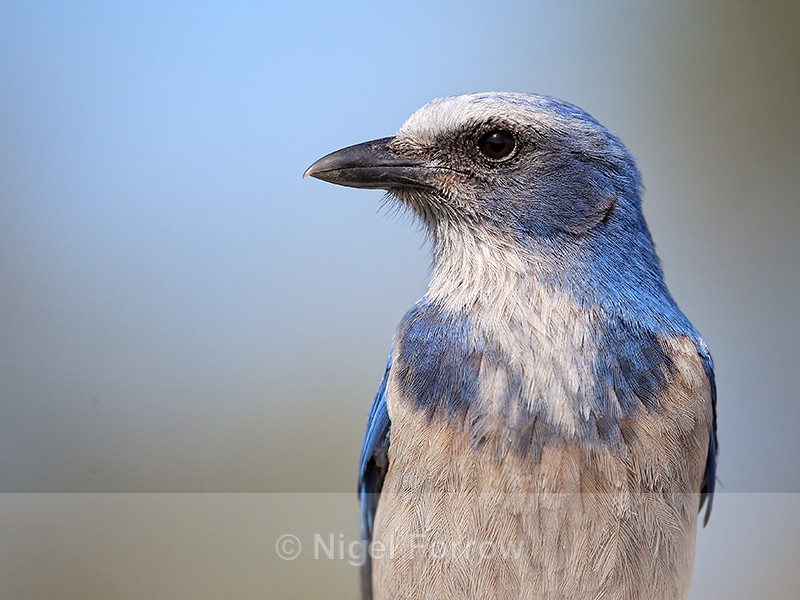 Florida Scrub-Jay close-up, Shamrock Park, Florida - Florida Scrub-Jay