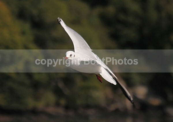 090917 SEAGULL05 IMG_7135 - Wildlife