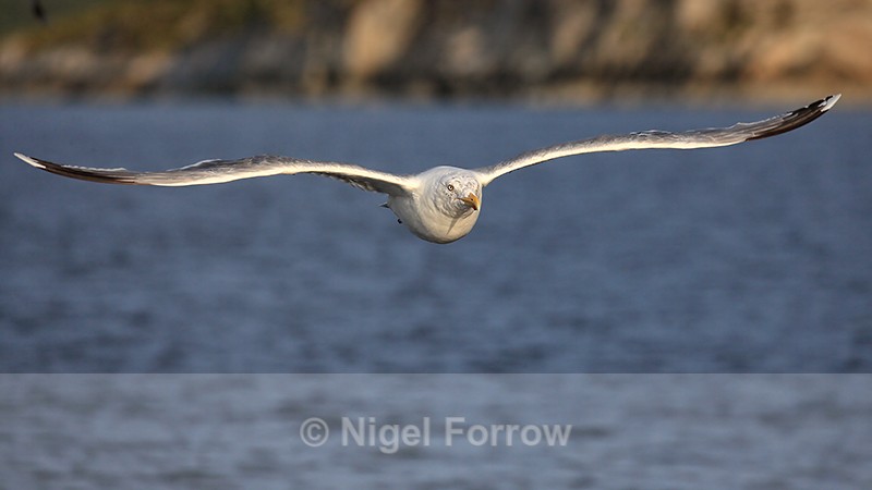 Herring Gull (adult) following boat, Flatanger, Norway - Herring Gull