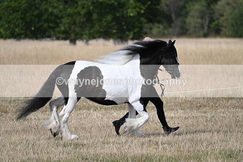 WJ7_8126 - In-hand Championship