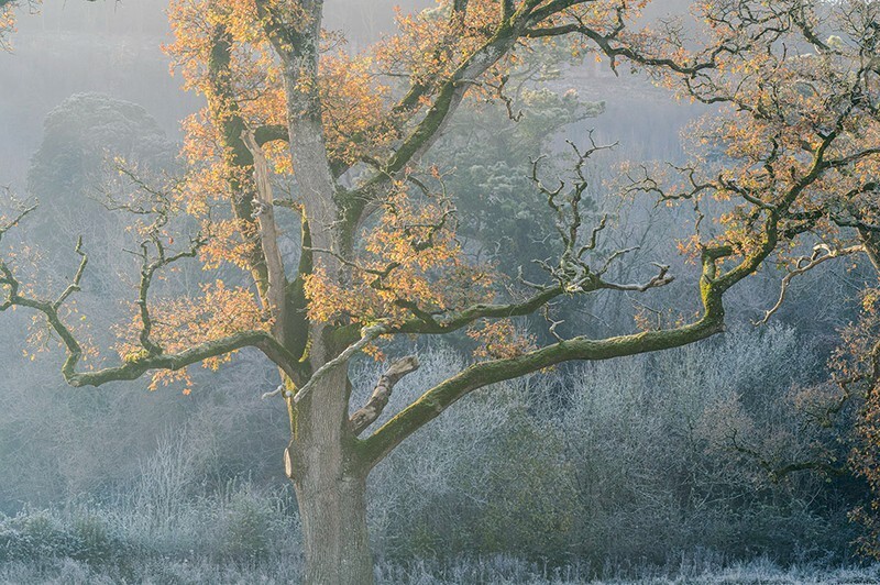 Autumn and Winter - WOODLAND AND PARKS (NEW WORK)