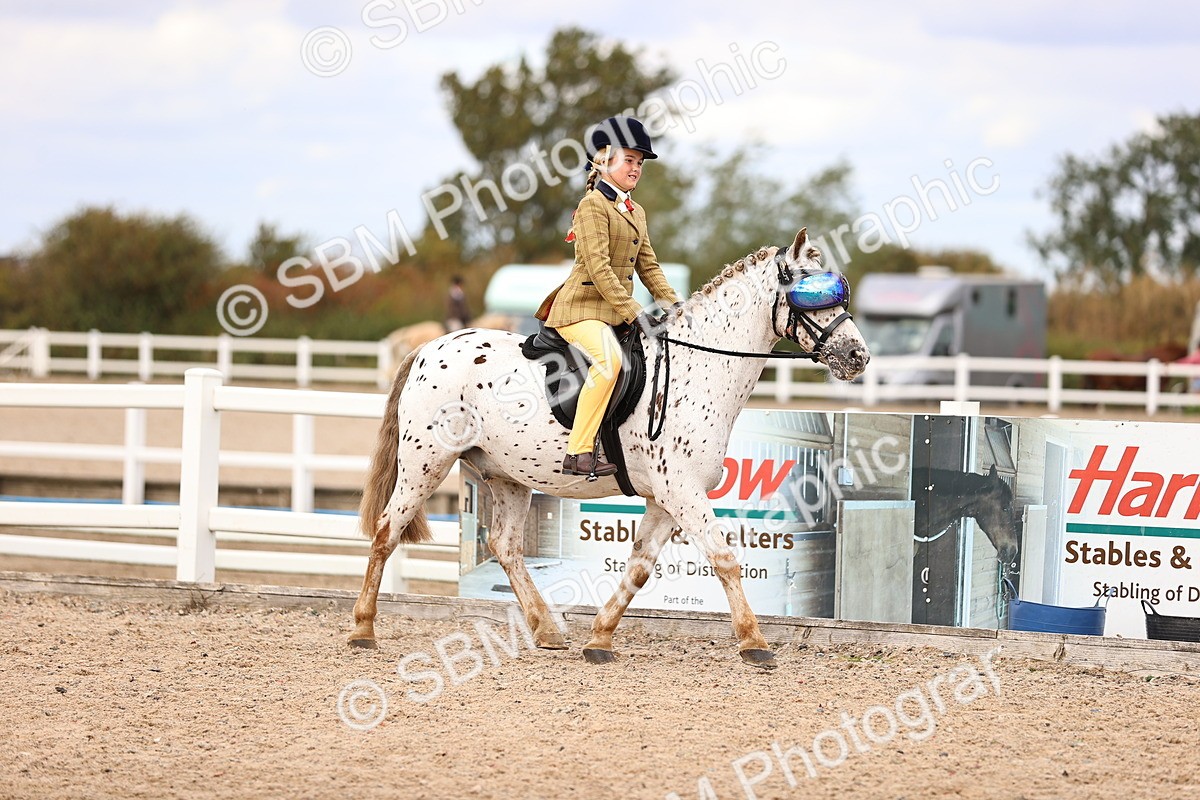 SBM_15993 - Class 417 - Handsomest Gelding (IH or Ridden) Jnr