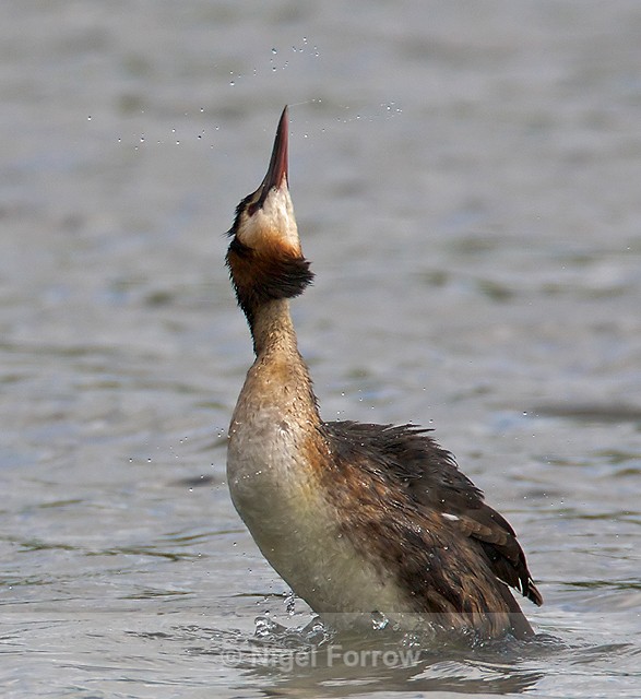 Great Crested Grebe shaking itself dry - Great Crested Grebe