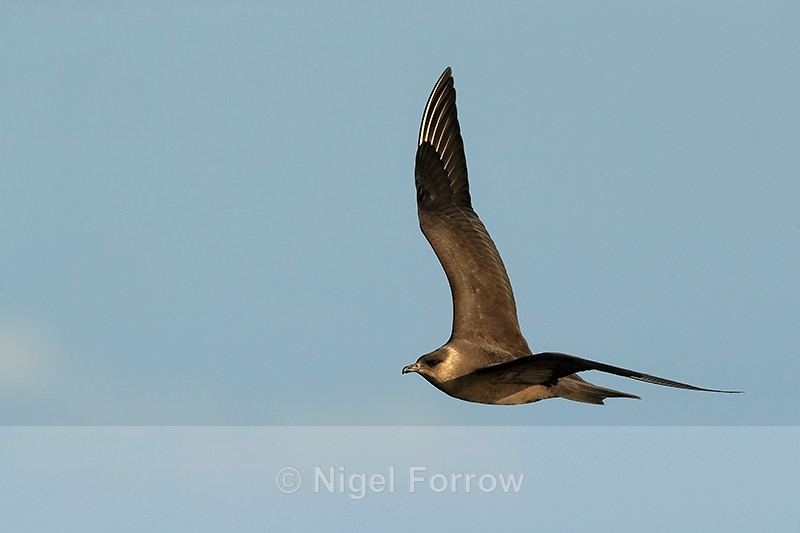 Arctic Jaeger in flight, Flatanger, Norway - Arctic Skua