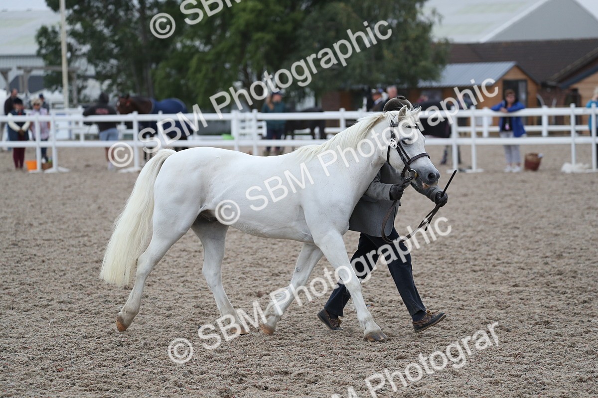 SBM_17987 - Class 317 IH Pure bred Horse/Pony