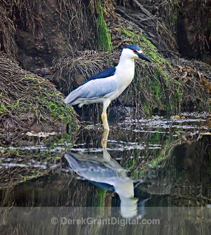 Black-crowned Night Heron - Seal Cove Grand Manan 07/08/2023 - Birds of Atlantic Canada