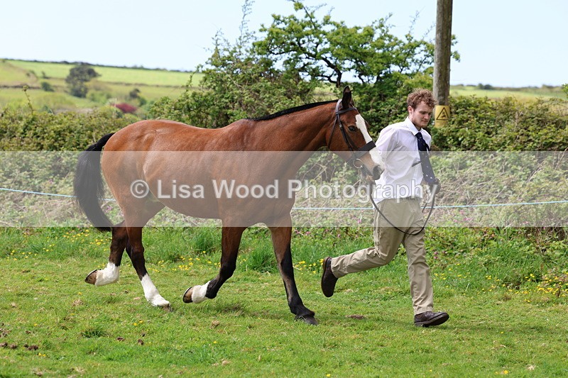 3E7A0481 - Class 20: Sports Horse