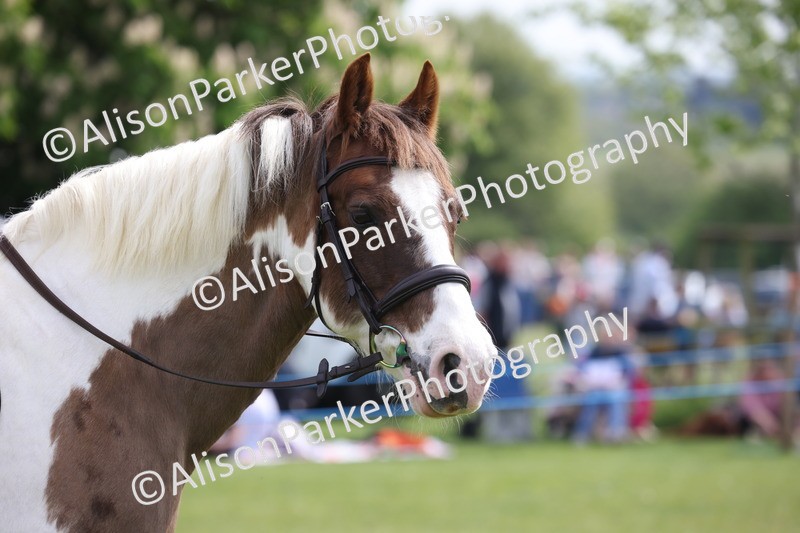 20260426-4405 - Class 34 - Best Riding Horse Over 14.2hh