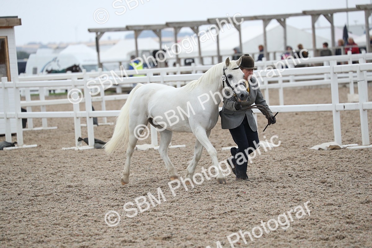 SBM_17946 - Class 317 IH Pure bred Horse/Pony