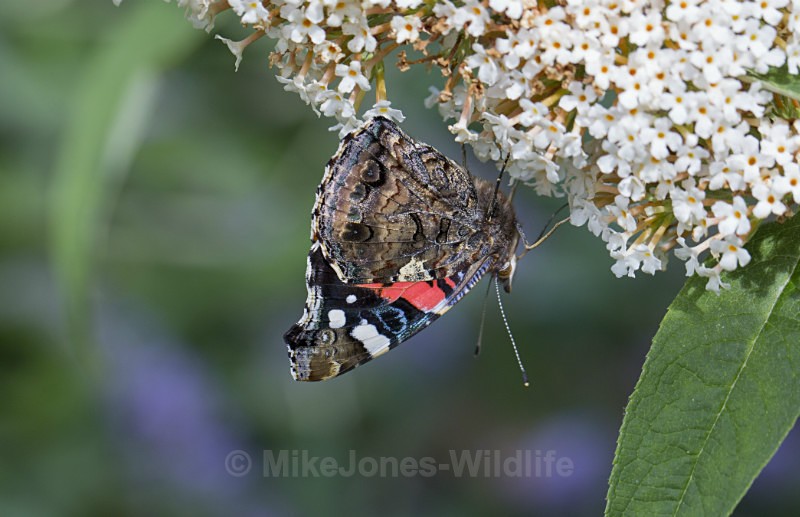 Red Admiral - BUTTERFLIES