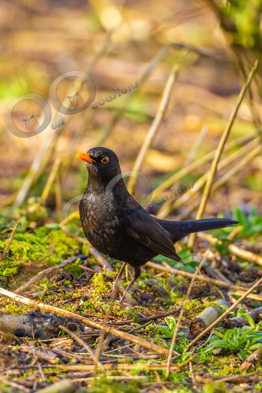Blackbird Turdus merula-1854 - UK birds