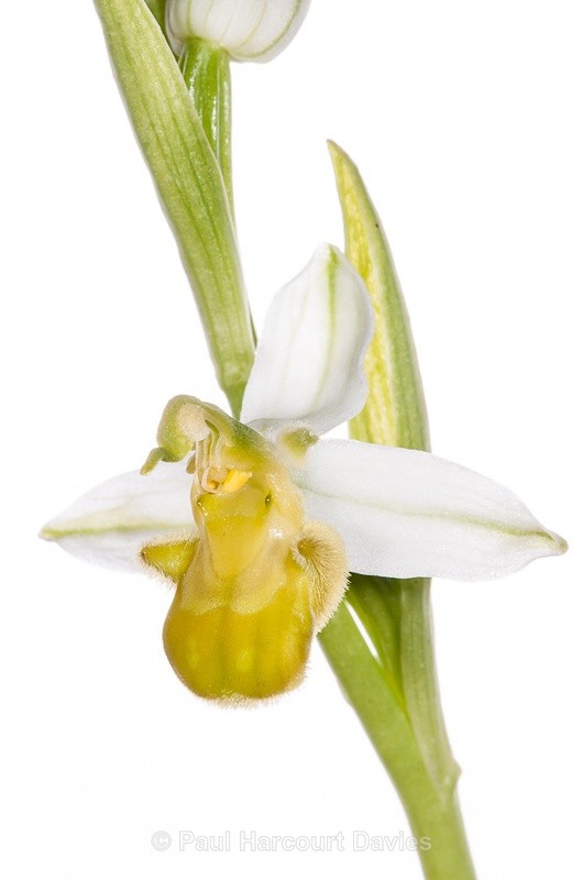  - WB: Orchids - Ophrys