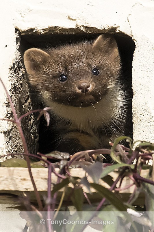 Pine Marten  (kit) - Ardnamurchan ~ Bempton Cliffs