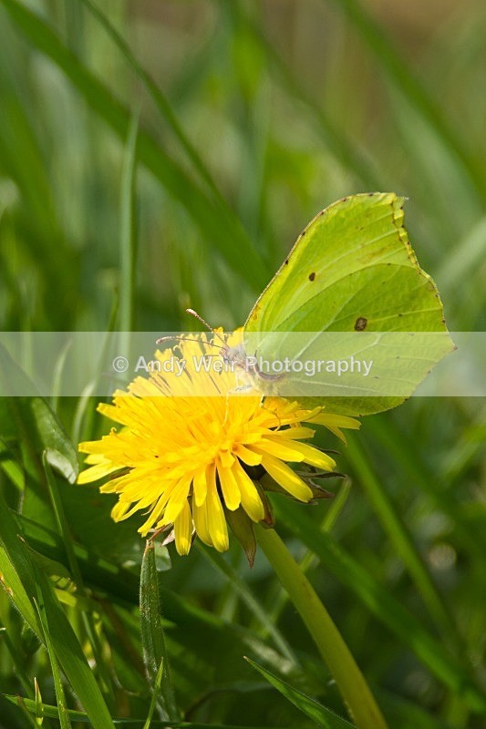 20120324-_MG_9881 - Butterflies & Moths