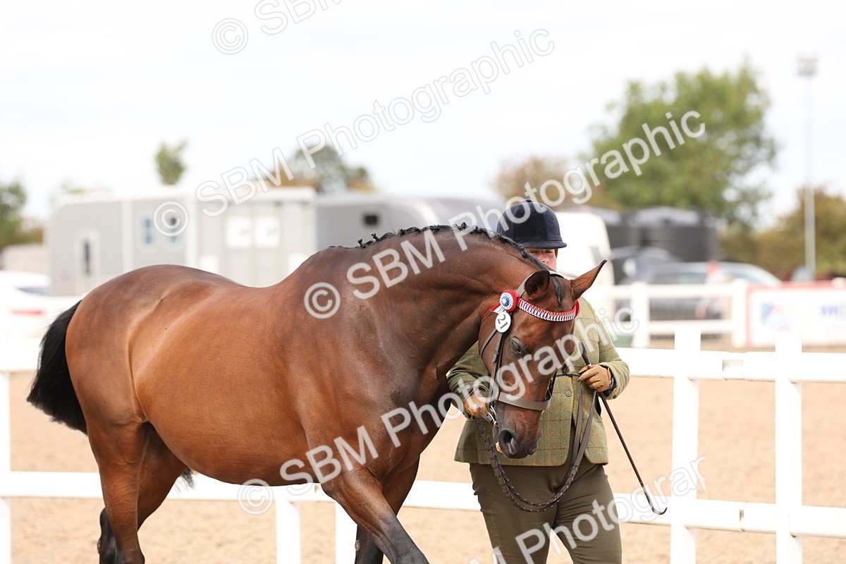 SBM_15317 - Class 210- IH Show Horse
