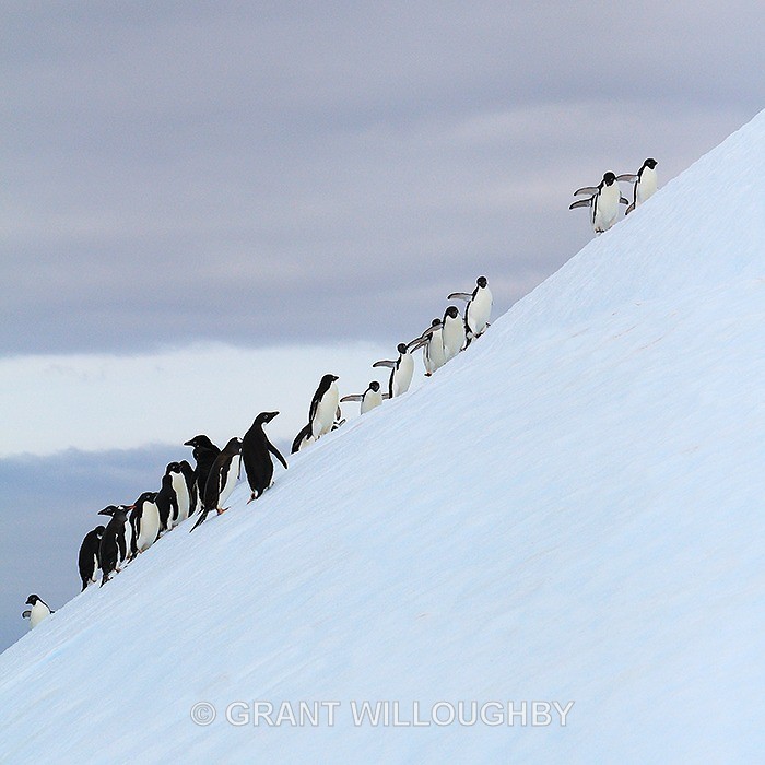 Diagonal_penguins_IMG_0310 - Antartica