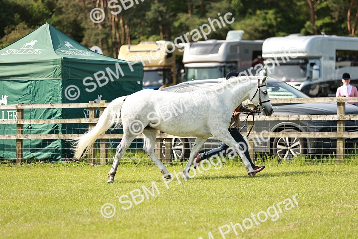 SBM_01713 - Class 14-23 - Mountain & Moorland In Hand Non Welsh
