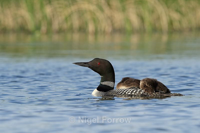 Common Loon chicks resting on adult's back, Minnesota, USA - Great Northern Diver