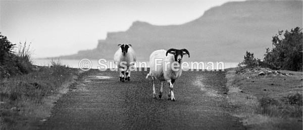 Sheep on Mull - Animals