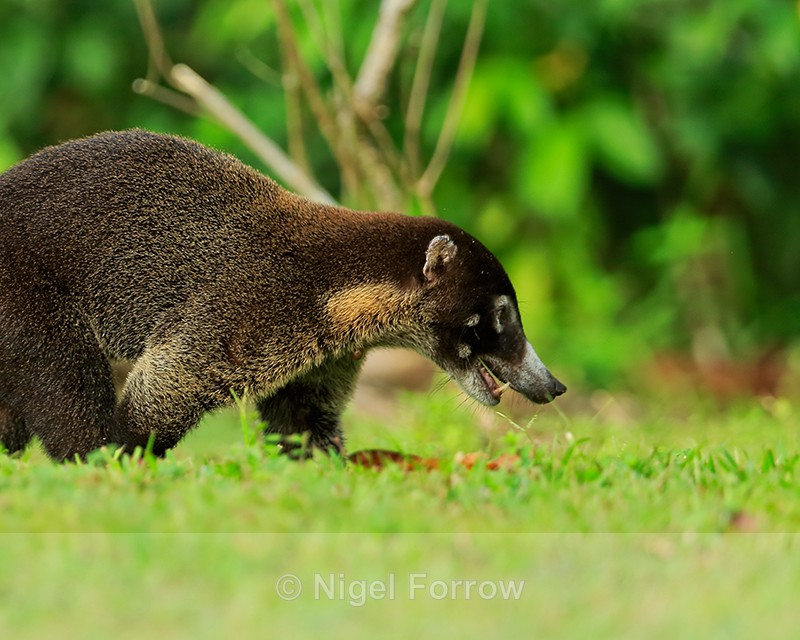 White-nosed Coati close-up, Osa Peninsula, Costa Rica - Coati