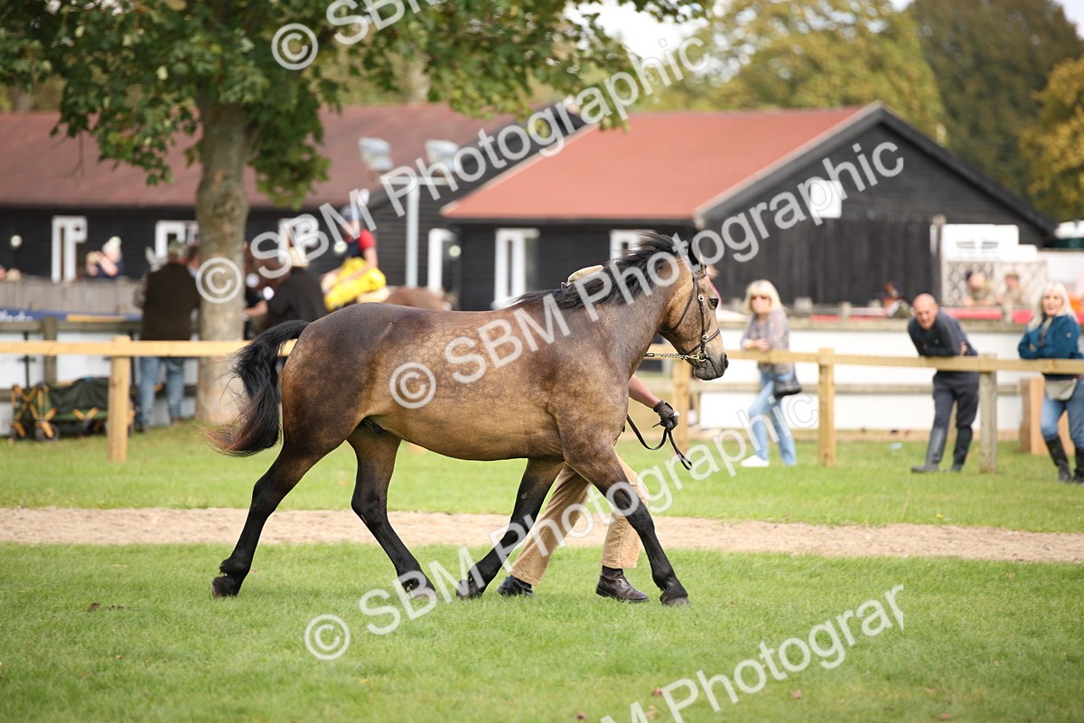 SBM_44479 - S24 - Young Veteran in hand